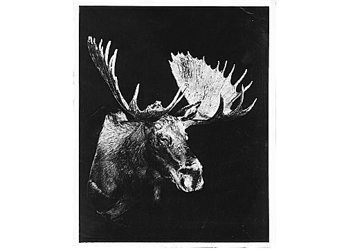 First place, moose